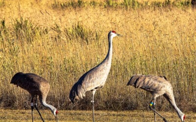 Weekly Roundup: Jackson County Economic Development Foundation News Clips September 12th